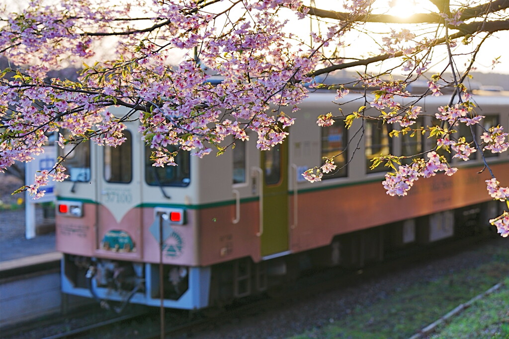 無人駅の桜