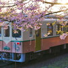無人駅の桜