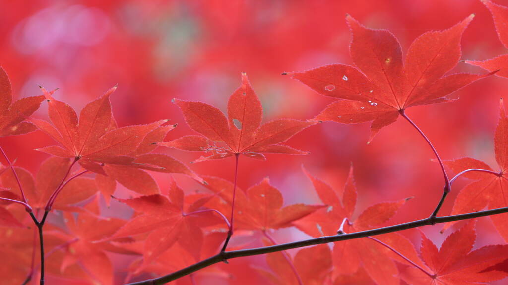 紅色紅葉