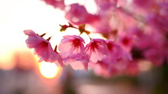朝陽と桜