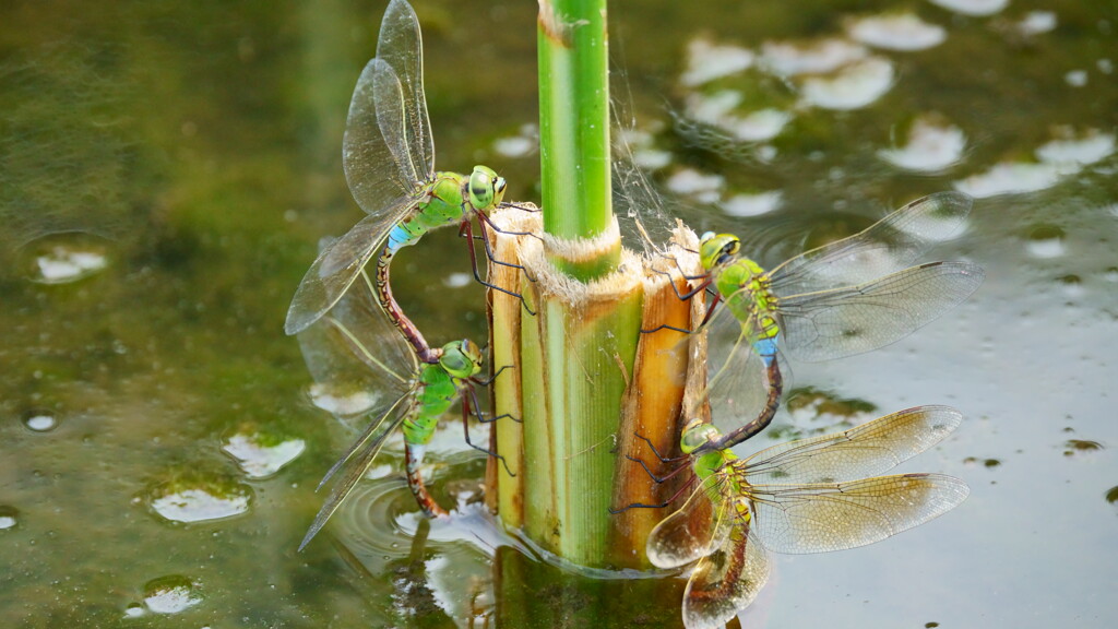 ヤンマの産卵