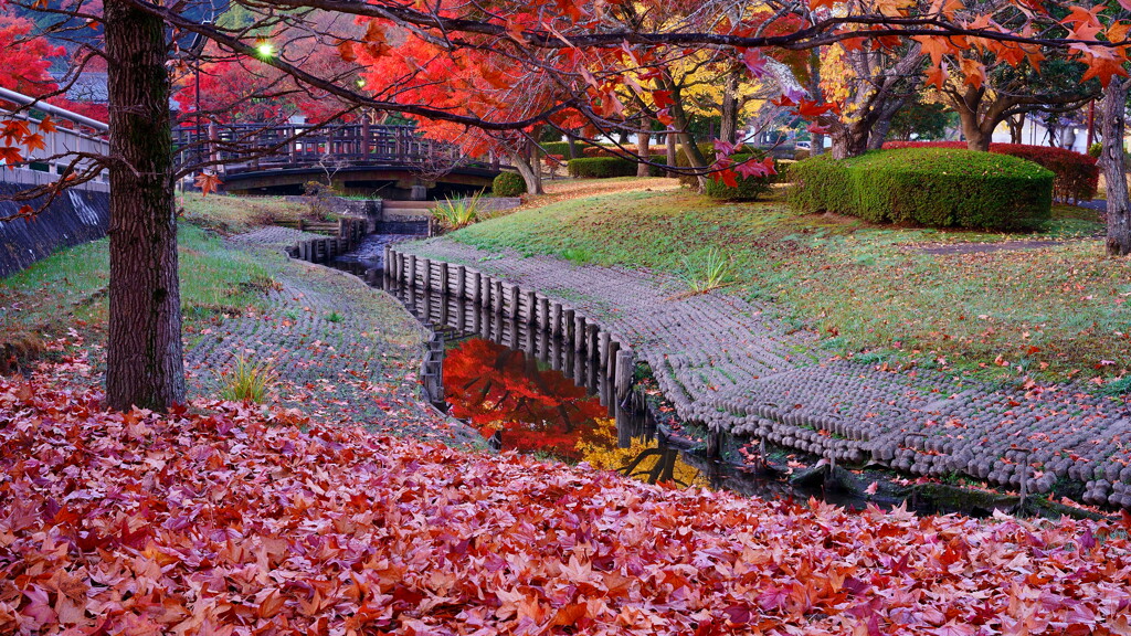 公園の秋