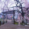 お寺の桜02