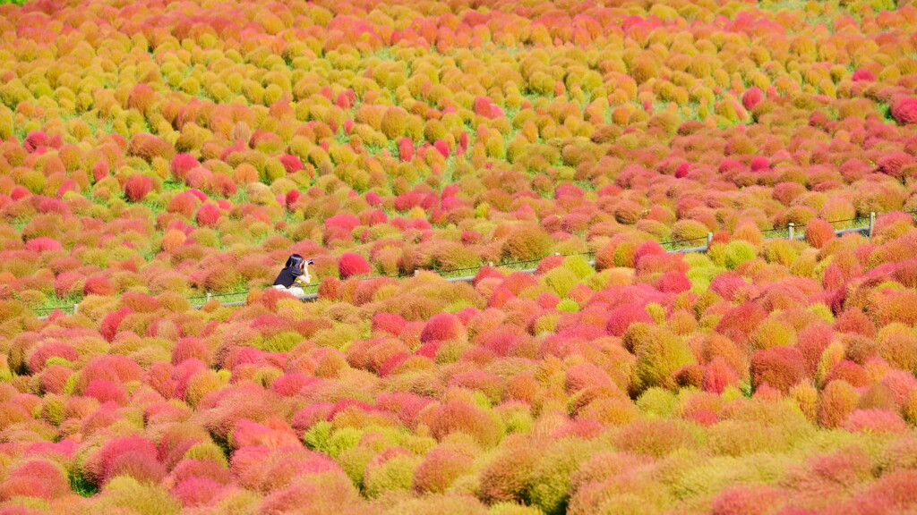 コキア（グラデーション）