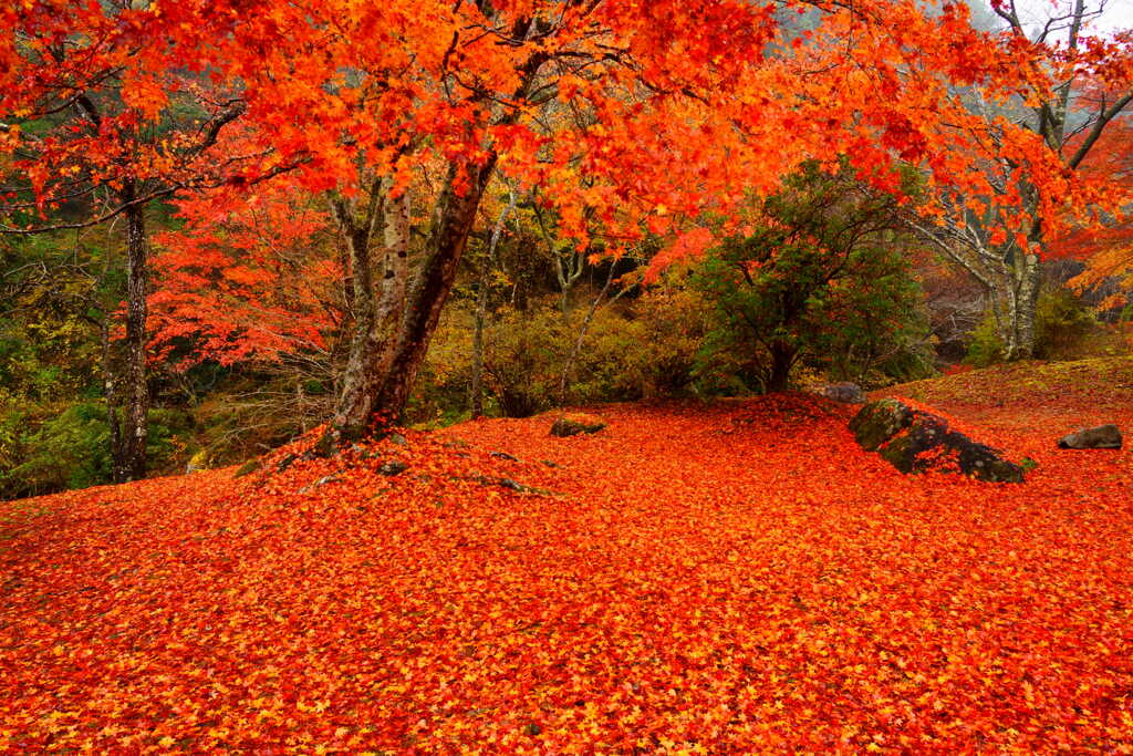 紅葉絨毯