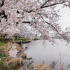 湖畔の桜