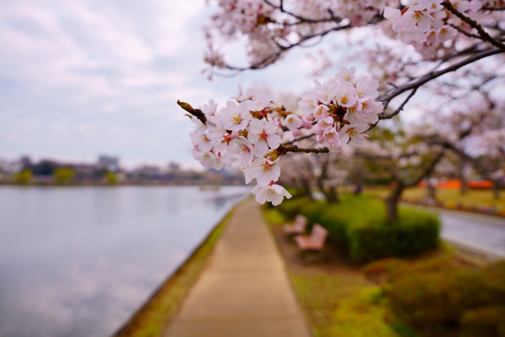 千波湖の桜