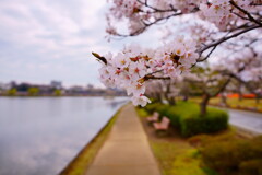 千波湖の桜
