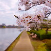 千波湖の桜