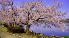 湖畔の桜2