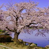 湖畔の桜2