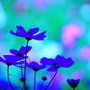 秋桜3