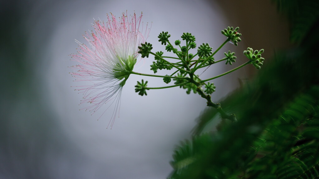 合歓の花