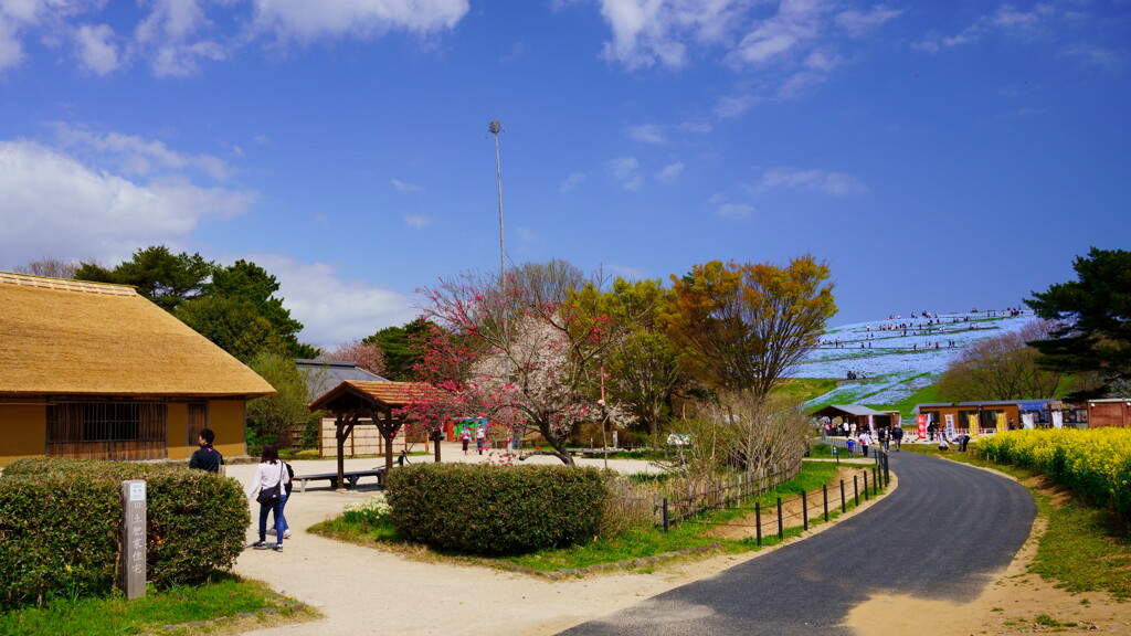 春の海浜公園