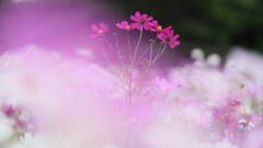 秋桜01