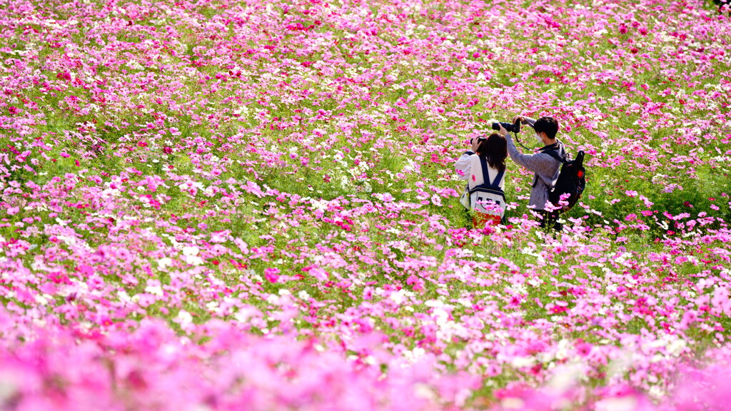 花畑撮影