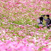 花畑撮影