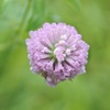 自分だけの花