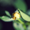 蕾