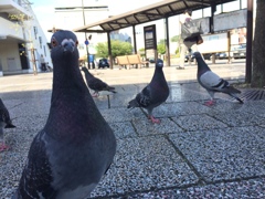 人間慣れしすぎなハトポッポ