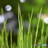 ただの草