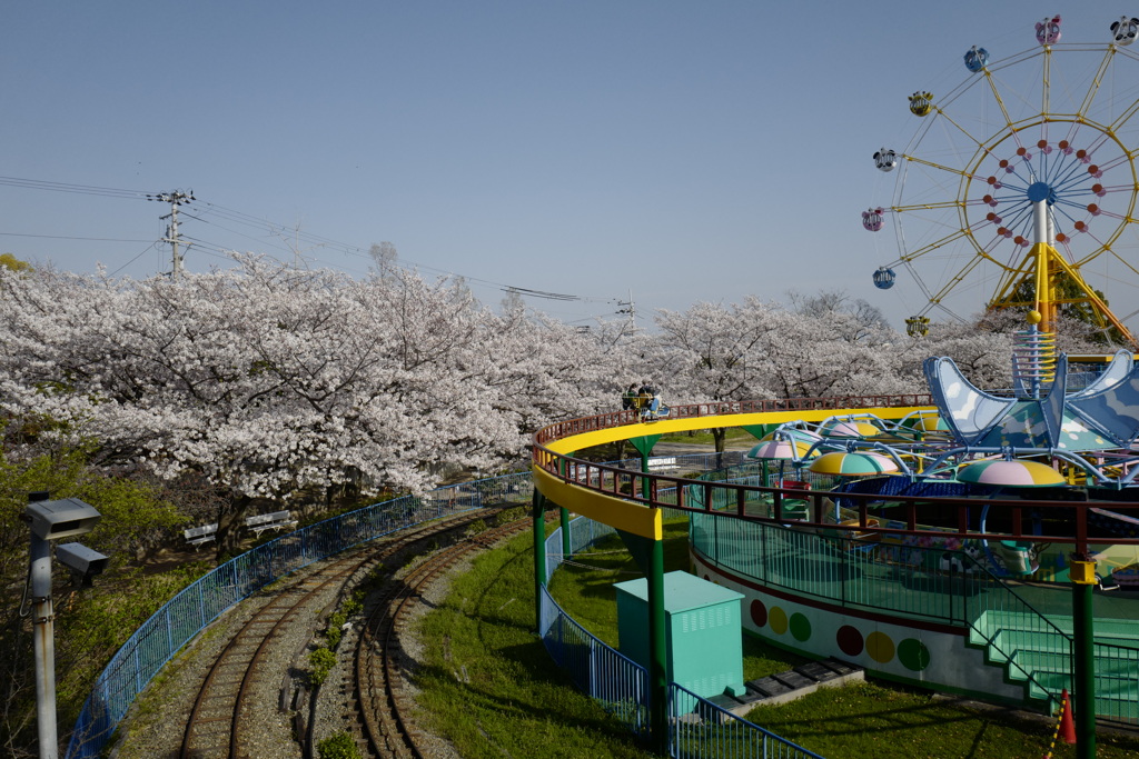 遊園地の桜