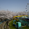 遊園地の桜