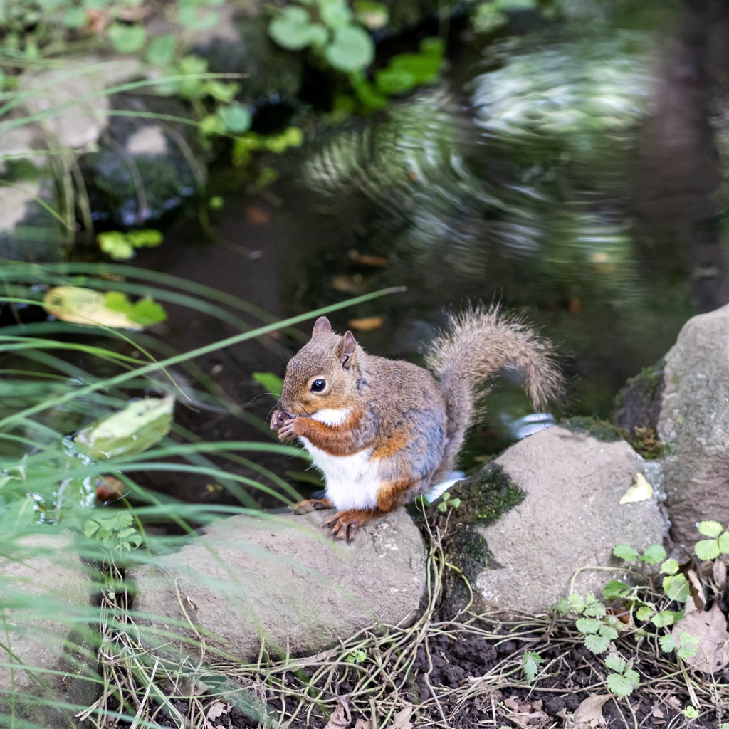 吉祥寺動物園