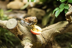 吉祥寺動物園