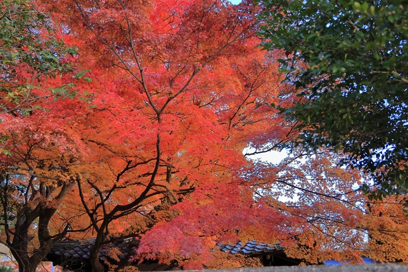 ひっそりと秋の輝き