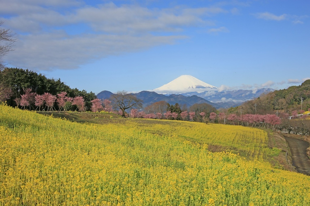 菜の花と河津桜そして富士