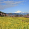 菜の花と河津桜そして富士