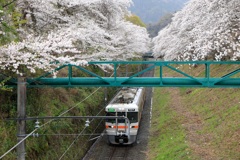 桜並木を抜けて