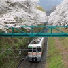 桜並木を抜けて