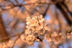 朝日をうけて②