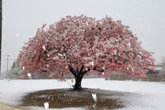 河津桜の雪化粧
