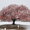 河津桜の雪化粧