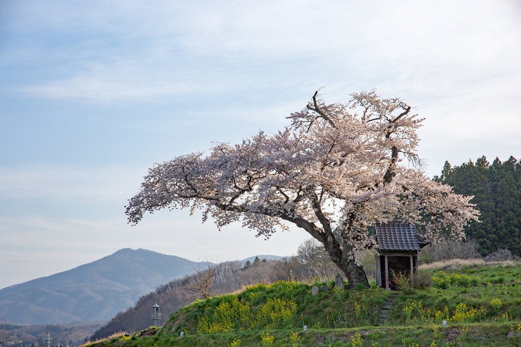 小沢のはつ恋桜