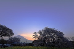 夜明けの富士と狩宿の下馬桜