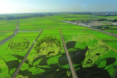田んぼ