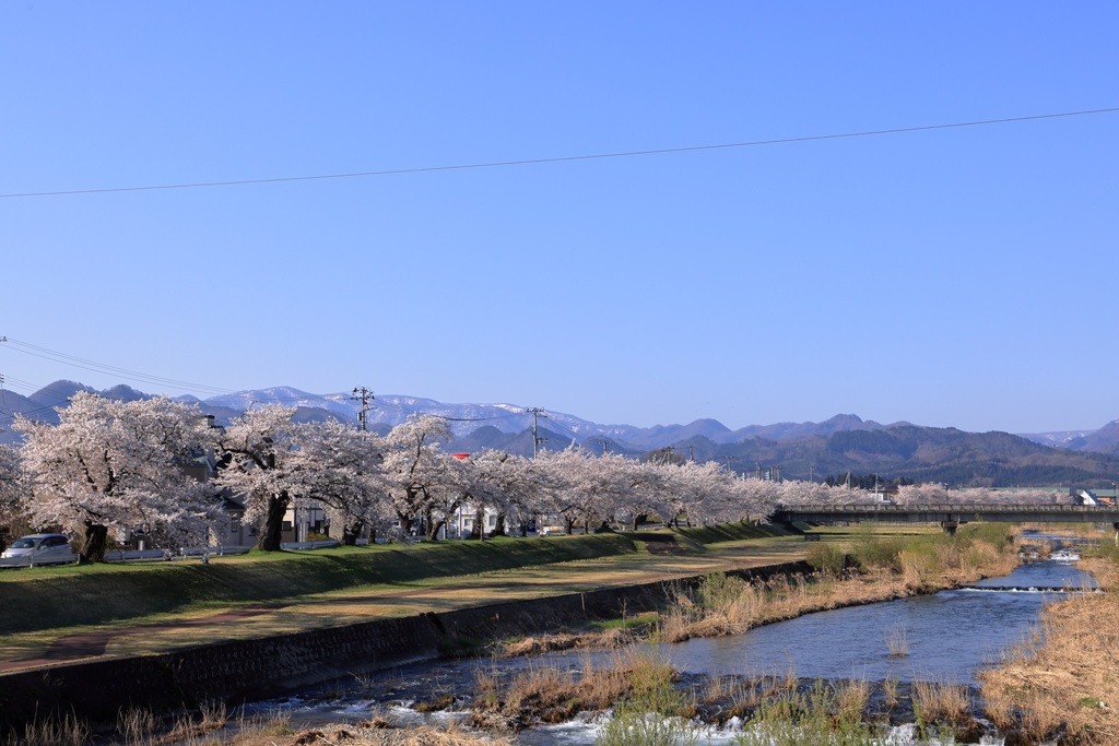 宮川の千本桜