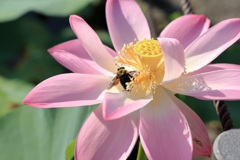 花粉を求めて
