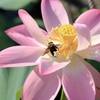 花粉を求めて