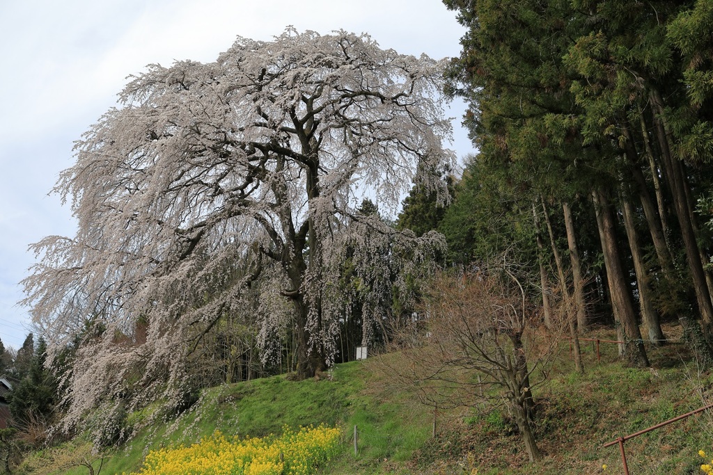 桜めぐり 内出のさくら