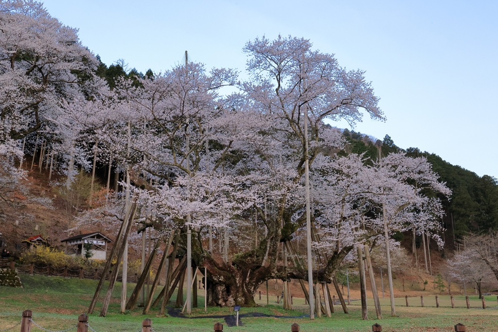 根尾淡墨桜