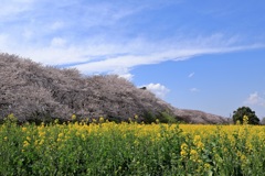 菜の花 桜