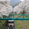 桜並木を抜けて②