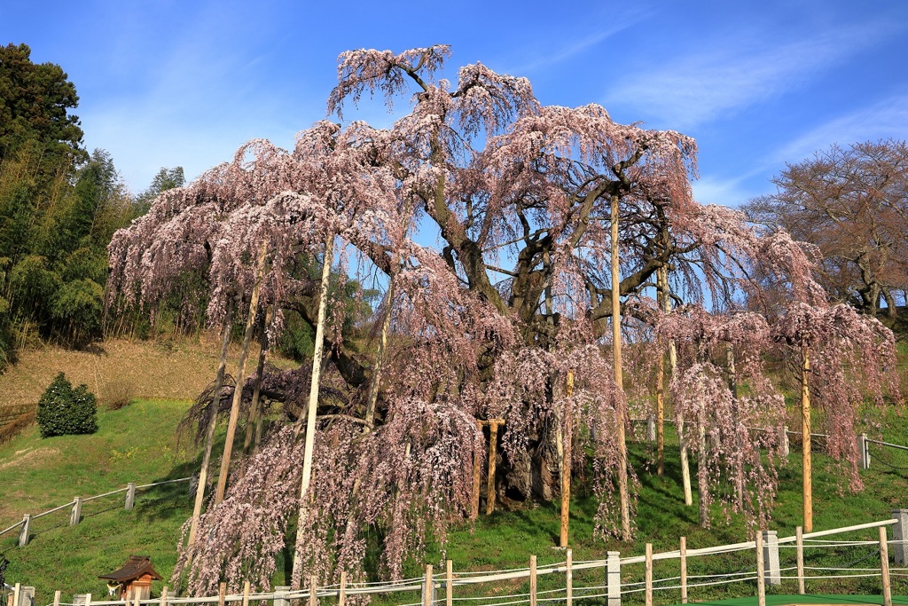 桜めぐり 三春滝桜