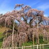 桜めぐり 三春滝桜