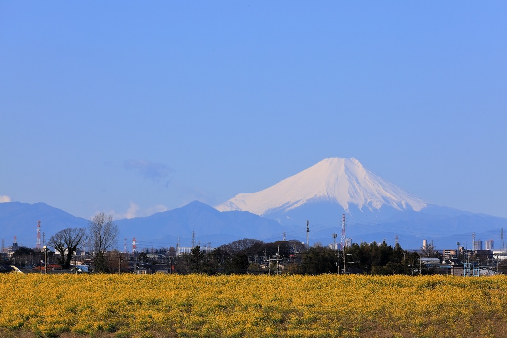 青・白・黄のリベンジ